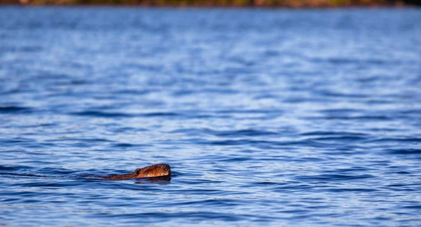 a beaver swims through blue water